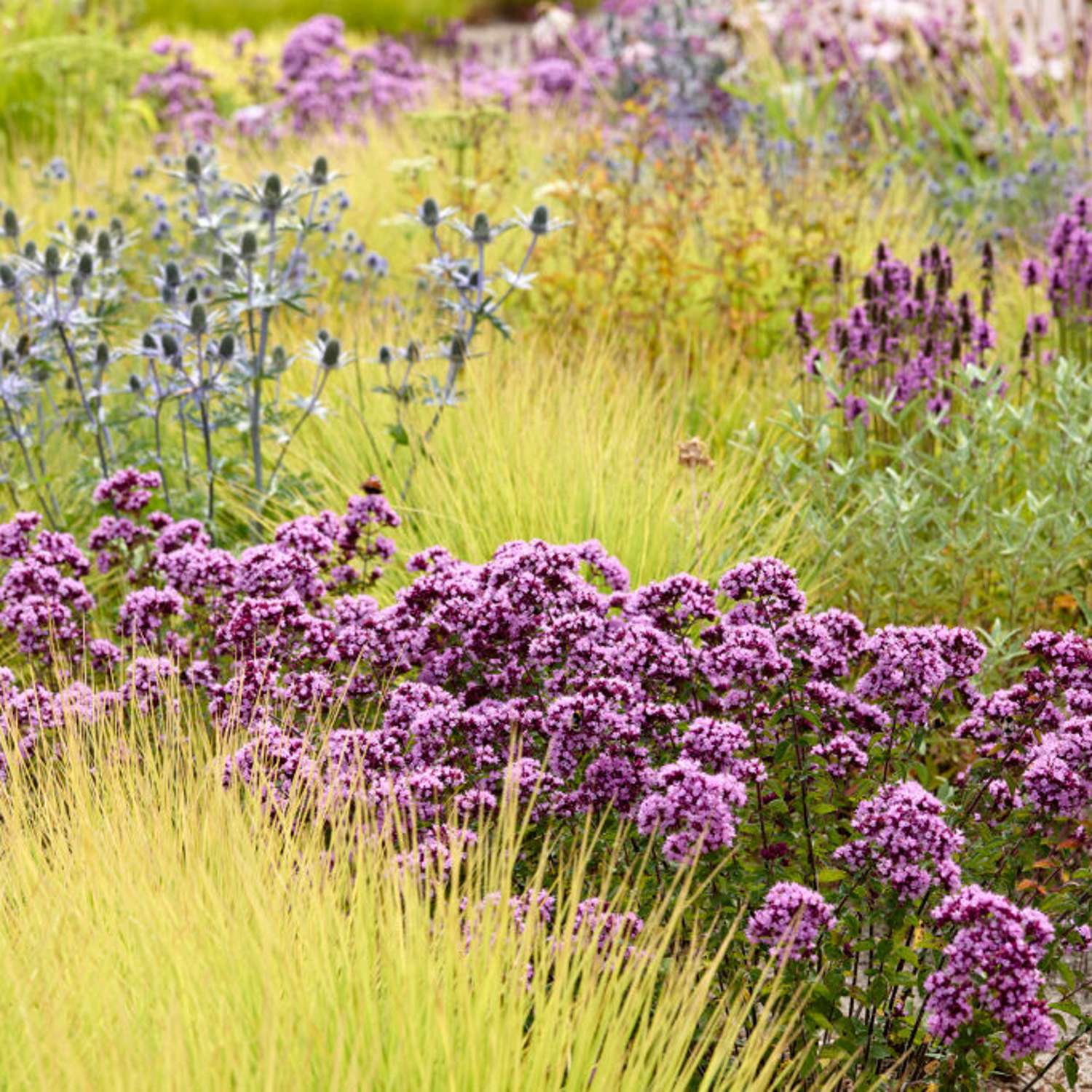 Origanum 'Rosenkuppel'